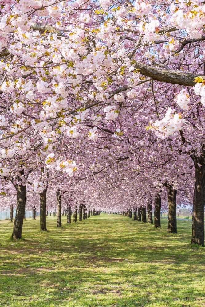 Photograph by Kurashima Daisuke