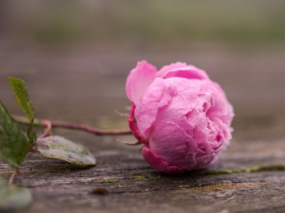 Photograph by LYUDMYLA POKRYSHEN