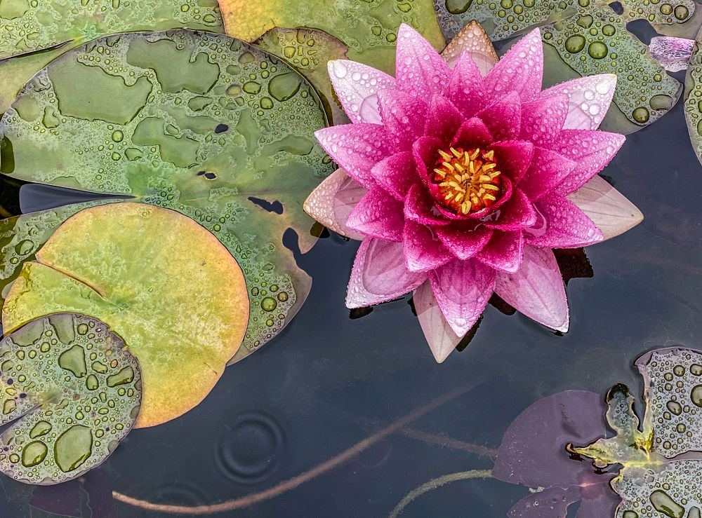 Photograph by LYUDMYLA POKRYSHEN