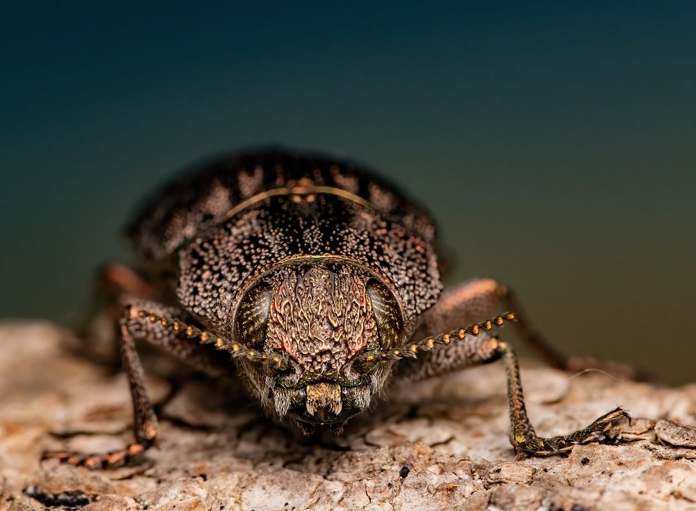 So small, so beautiful, so hated