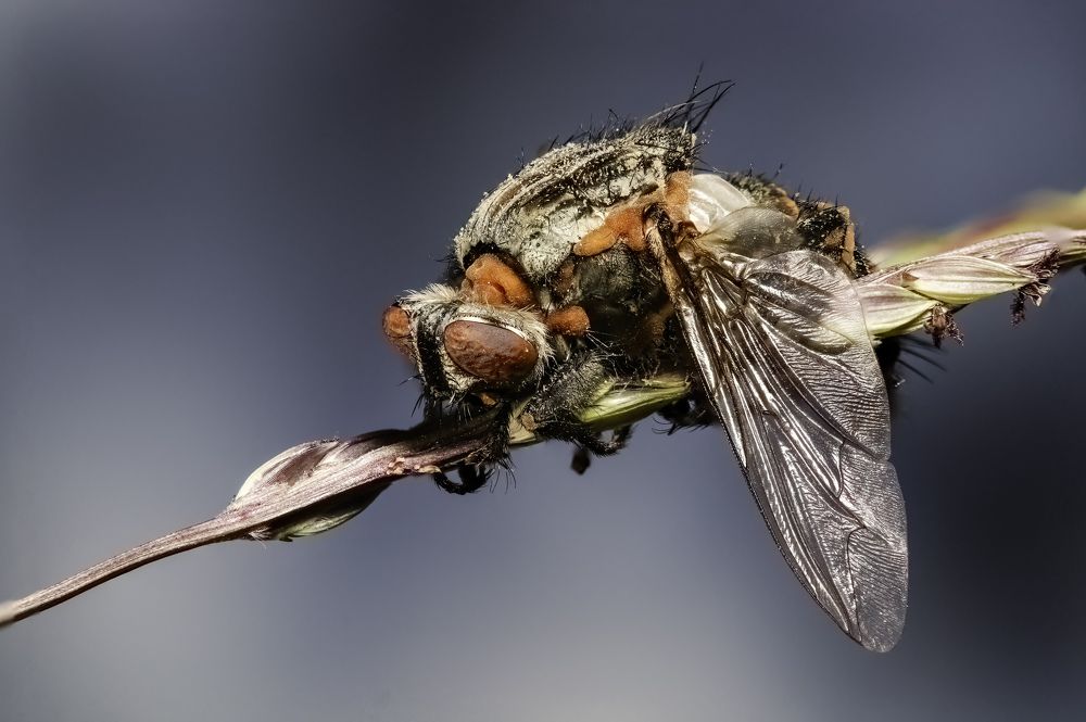 A zombie fly