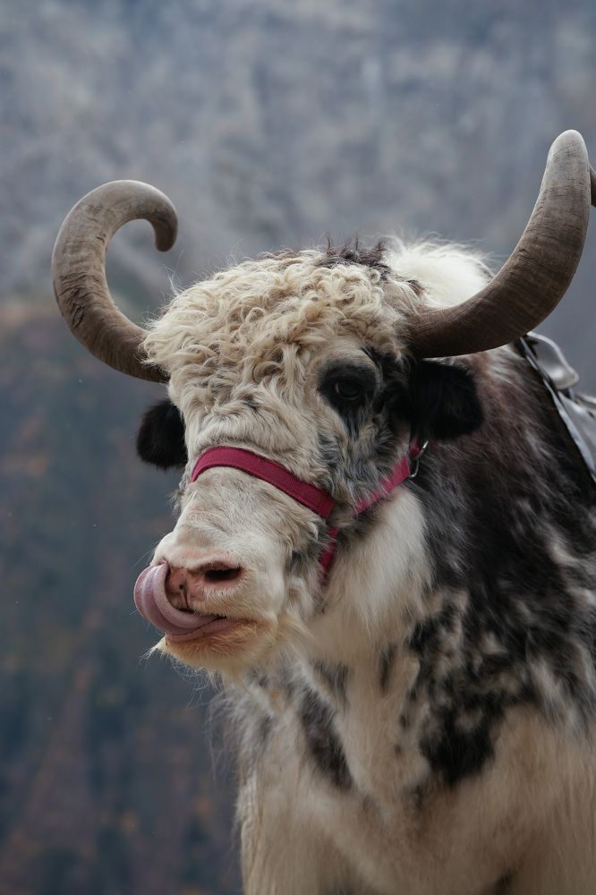 Фотография автора Светлана Зимина