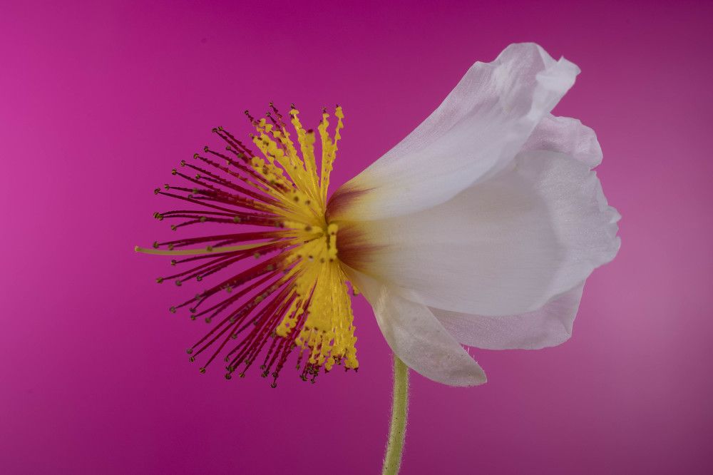 Photograph by Claudia Ruiz