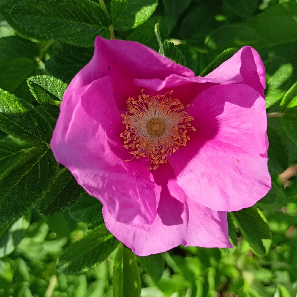 Photograph by Анастасия Горбачева