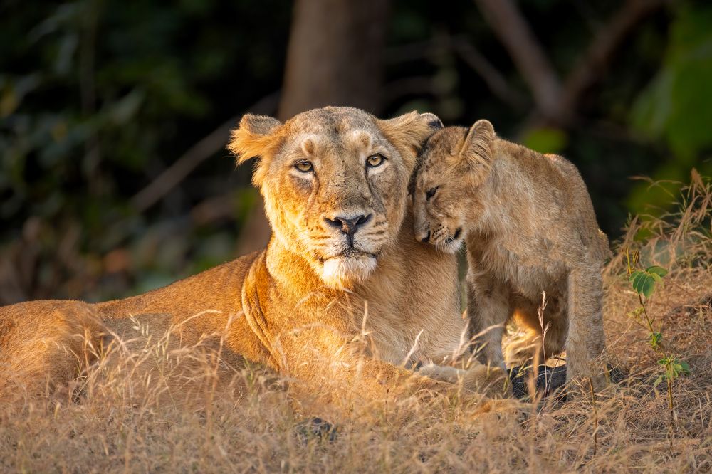 The powerful protector!