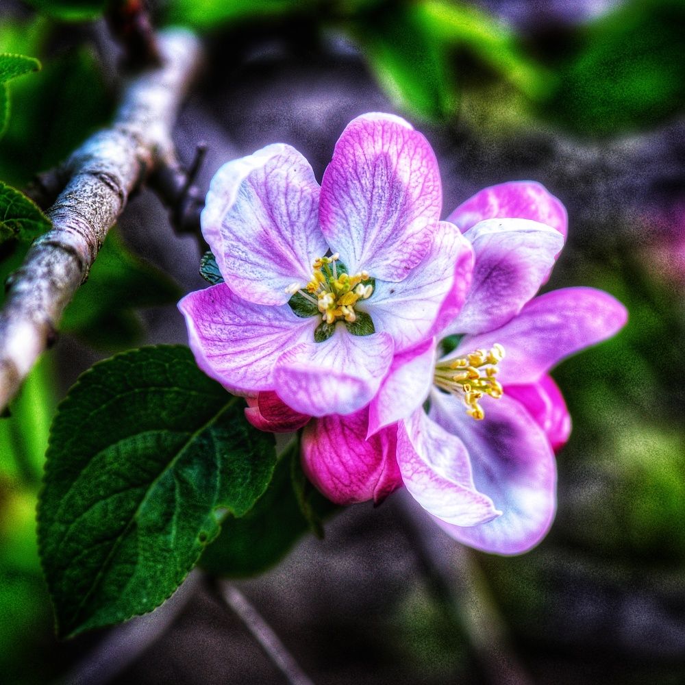 Photograph by Василиса Прекрасная