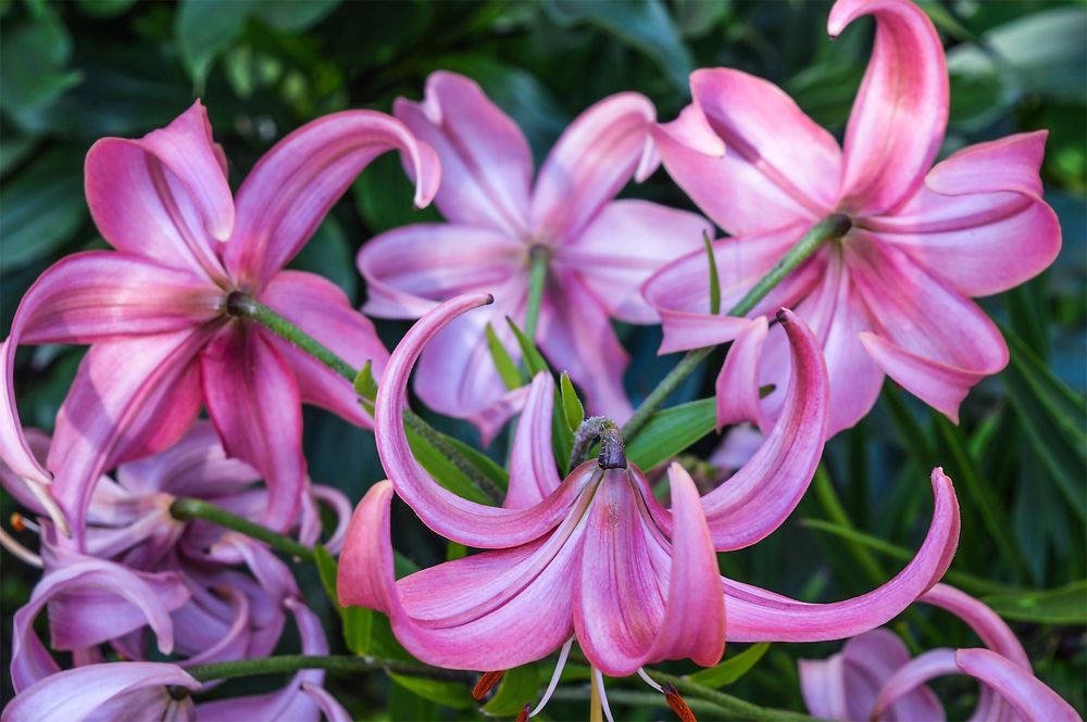 Photograph by Ирина Александрович