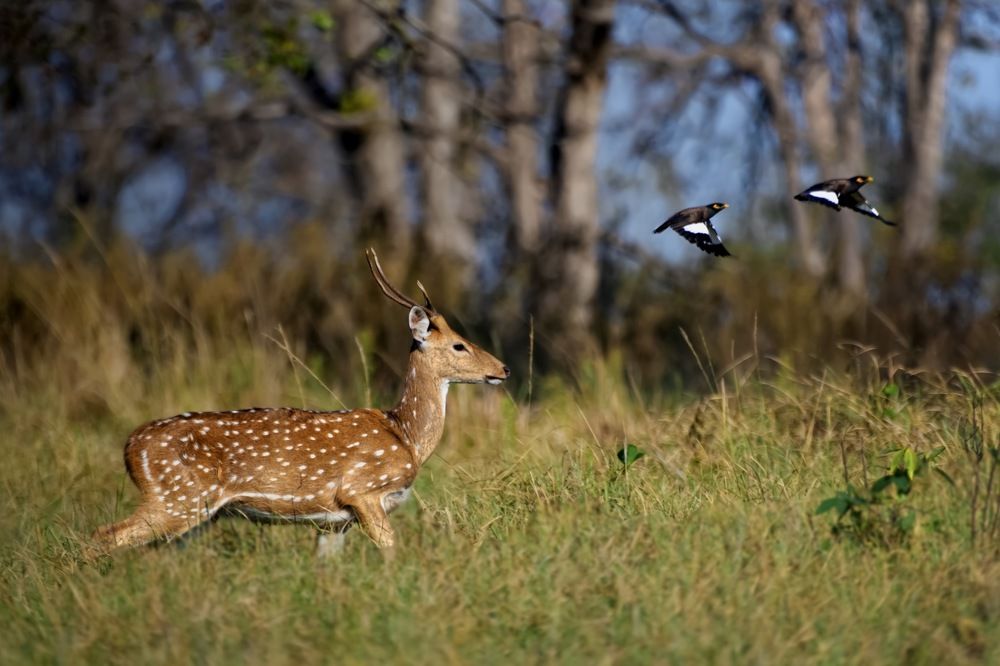 Фотография автора Aryaman Dhiman