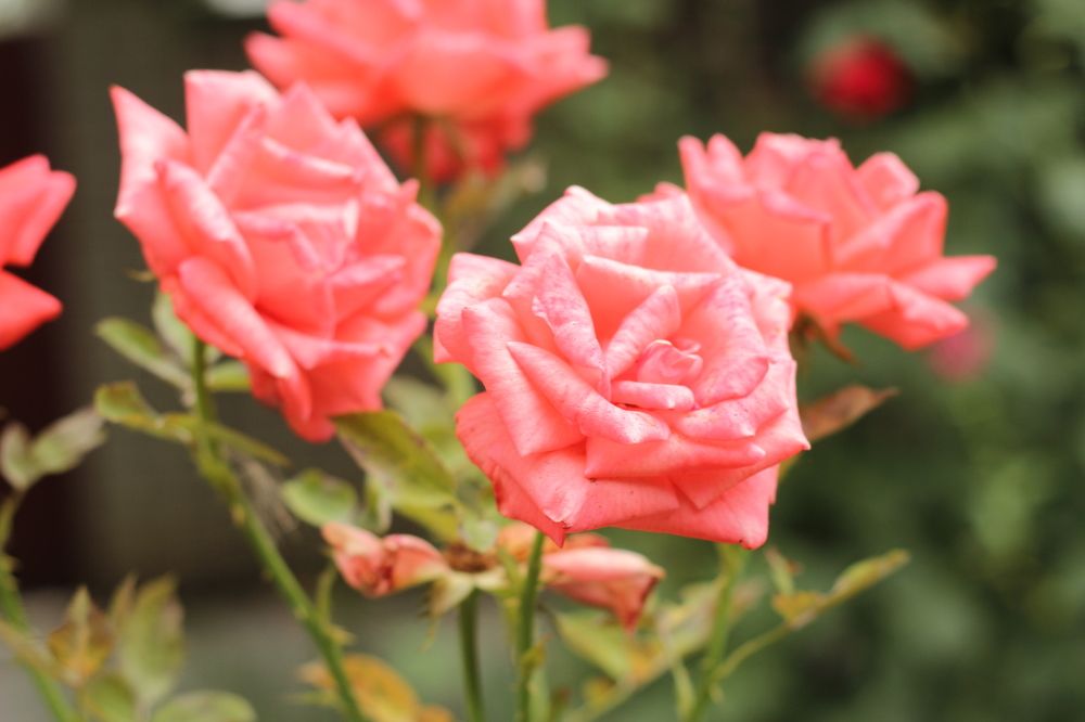 Photograph by Светлана Зотова