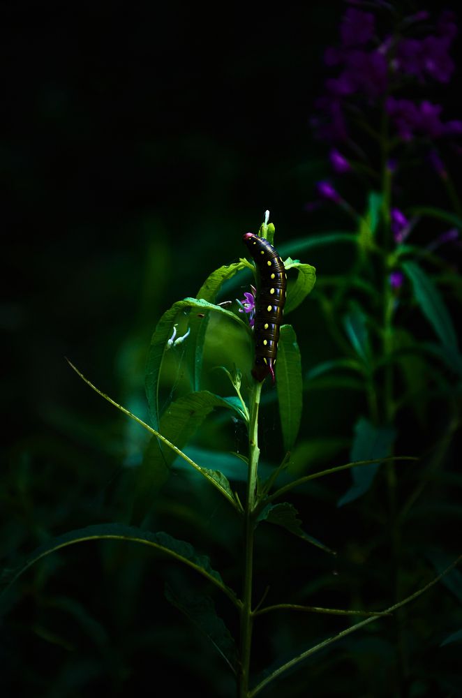 Photograph by Елена Кадаева