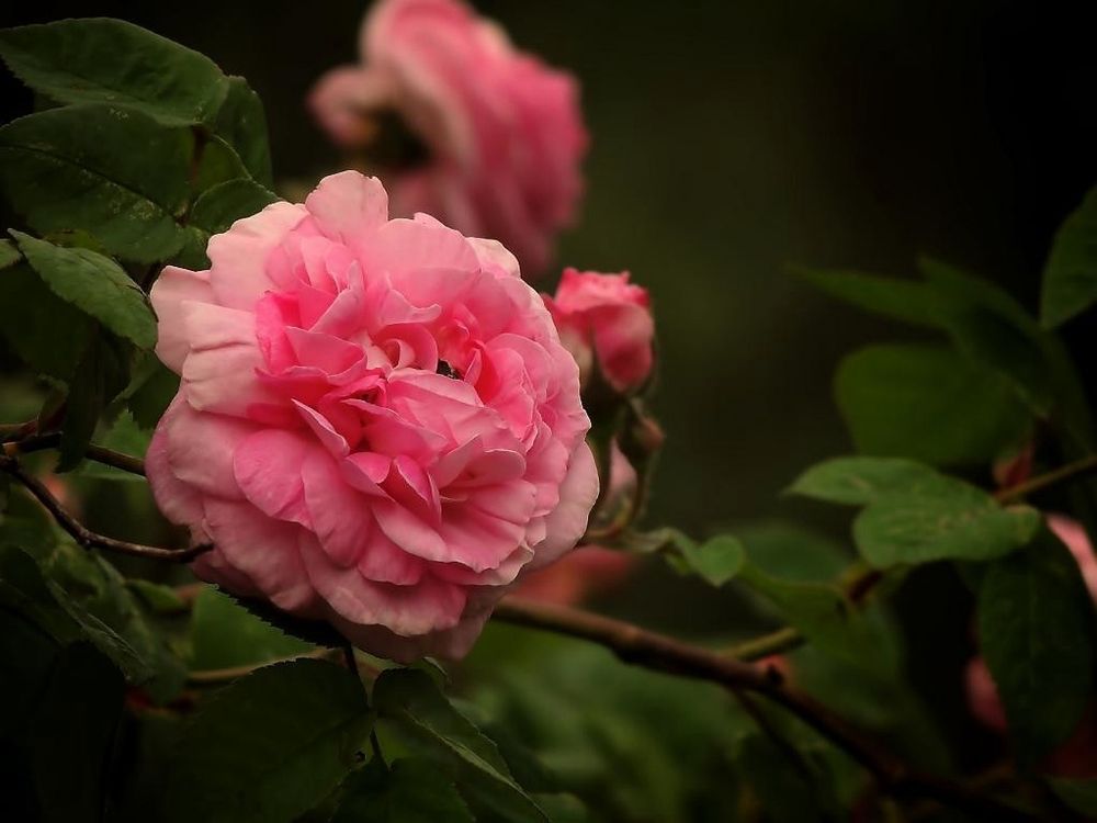 Фотография автора Роман Савоцкий
