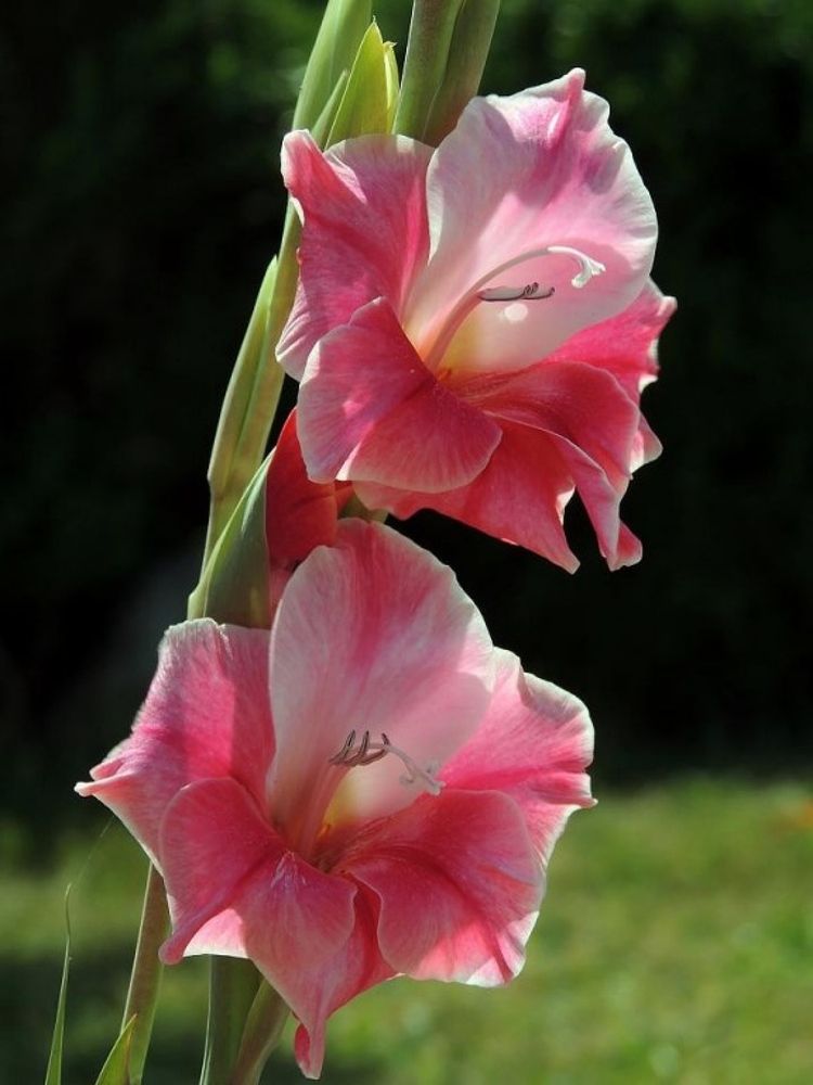 Фотография автора Роман Савоцкий