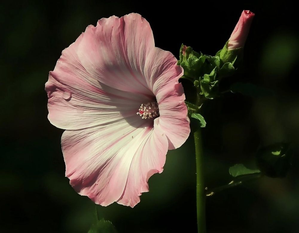Фотография автора Роман Савоцкий