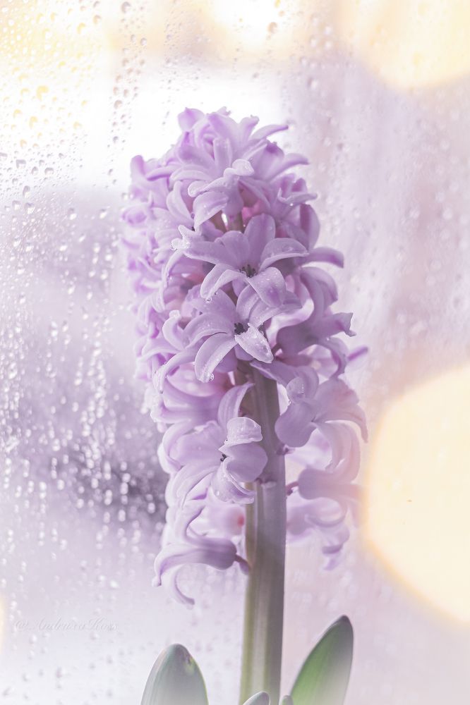 Photograph by Андрей Косяк