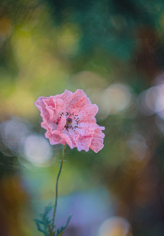 Photograph by Андрей Косяк