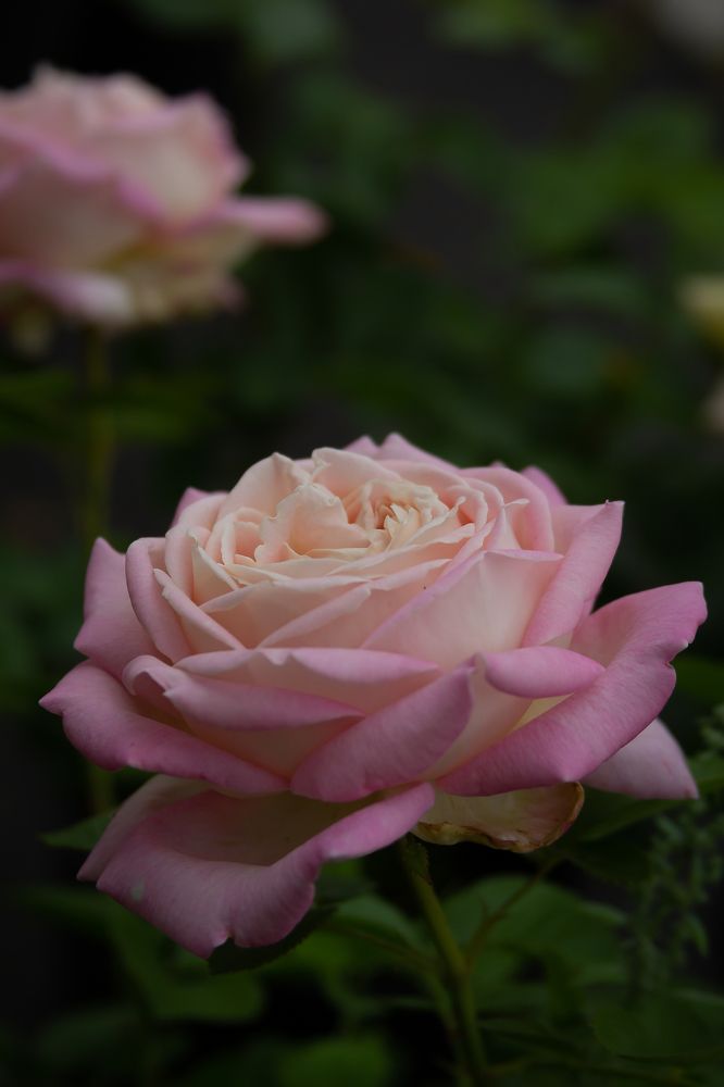 Photograph by Татьяна Гороховская