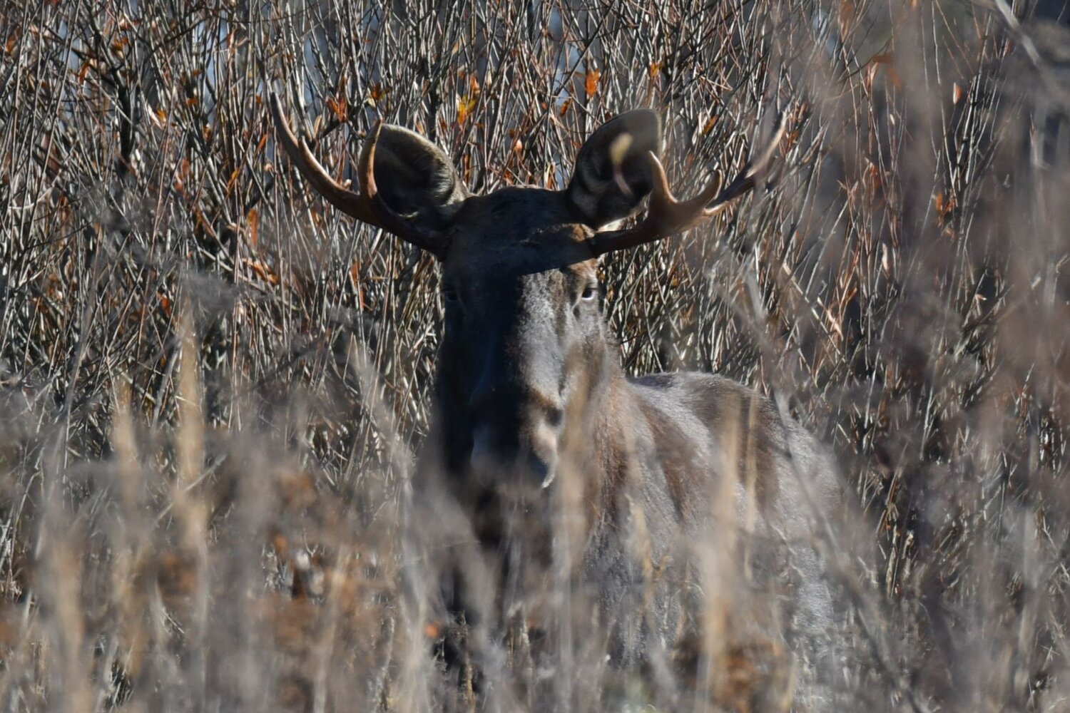 Photo #11425834