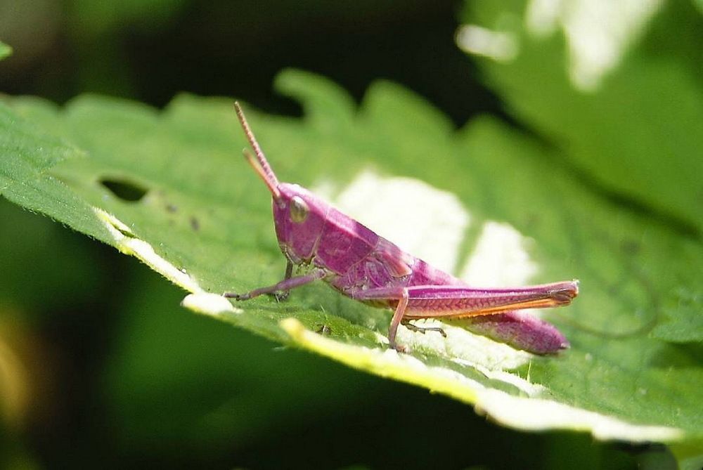 Розовый кузнечик