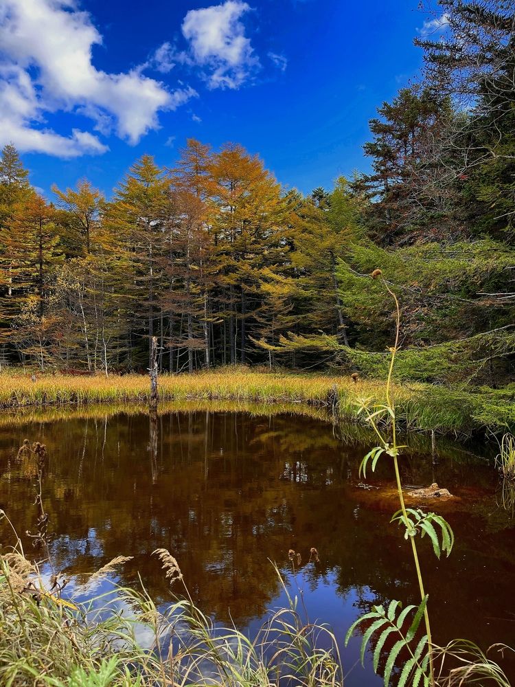 Фотография автора Елена Меньшикова