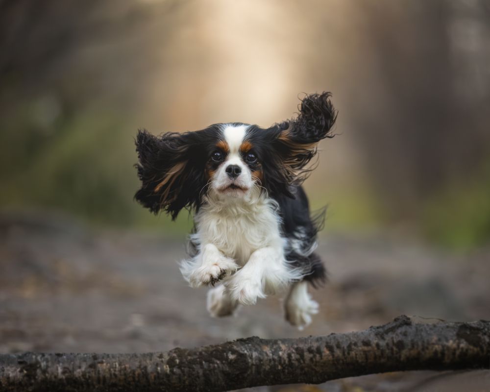 Photograph by dima.shelkovoi