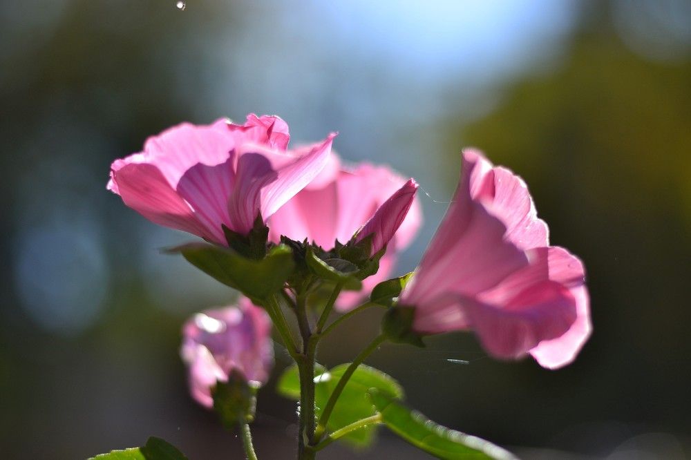 Photograph by Olga Mishenina