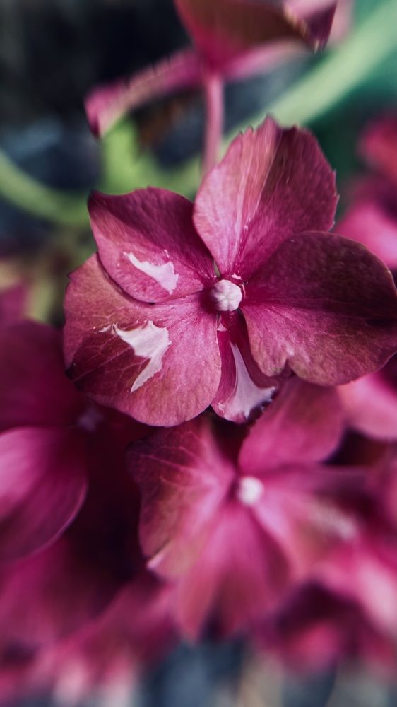 Photograph by Светлана Родионова