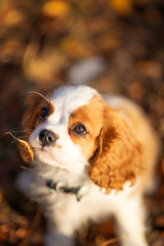 Photograph by dima.shelkovoi