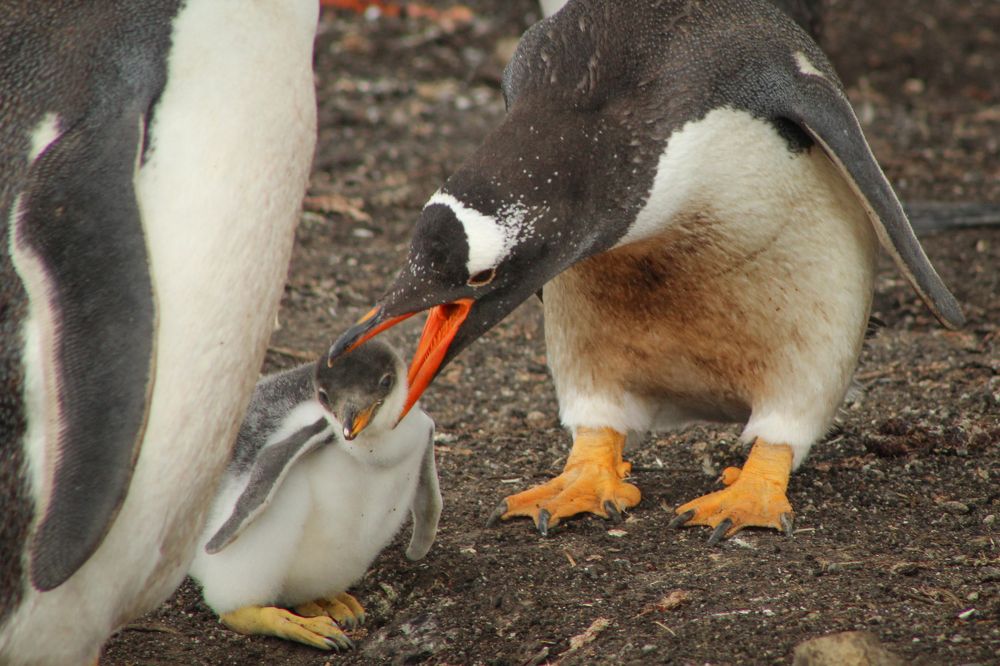 Фотография автора Яна Никольская