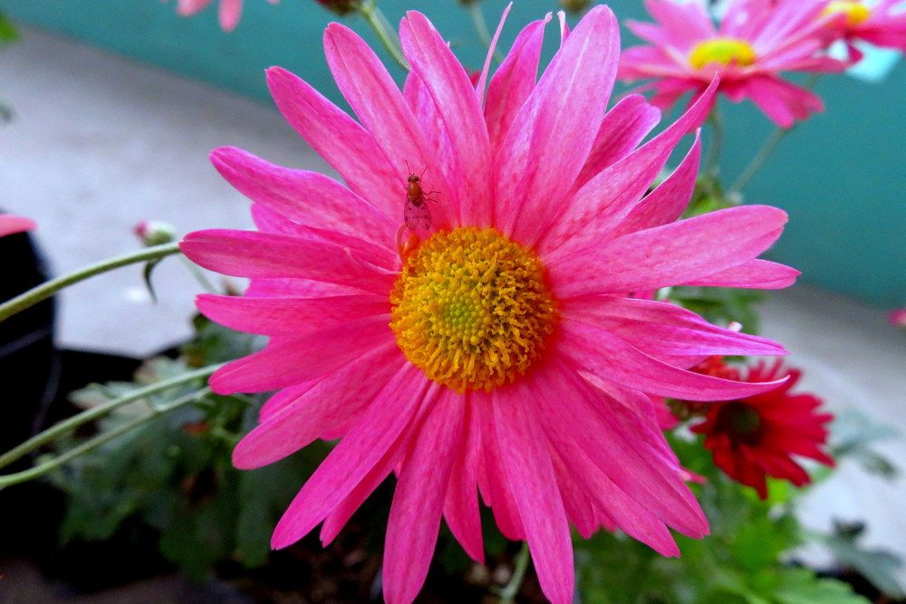 Photograph by Susmita Paul