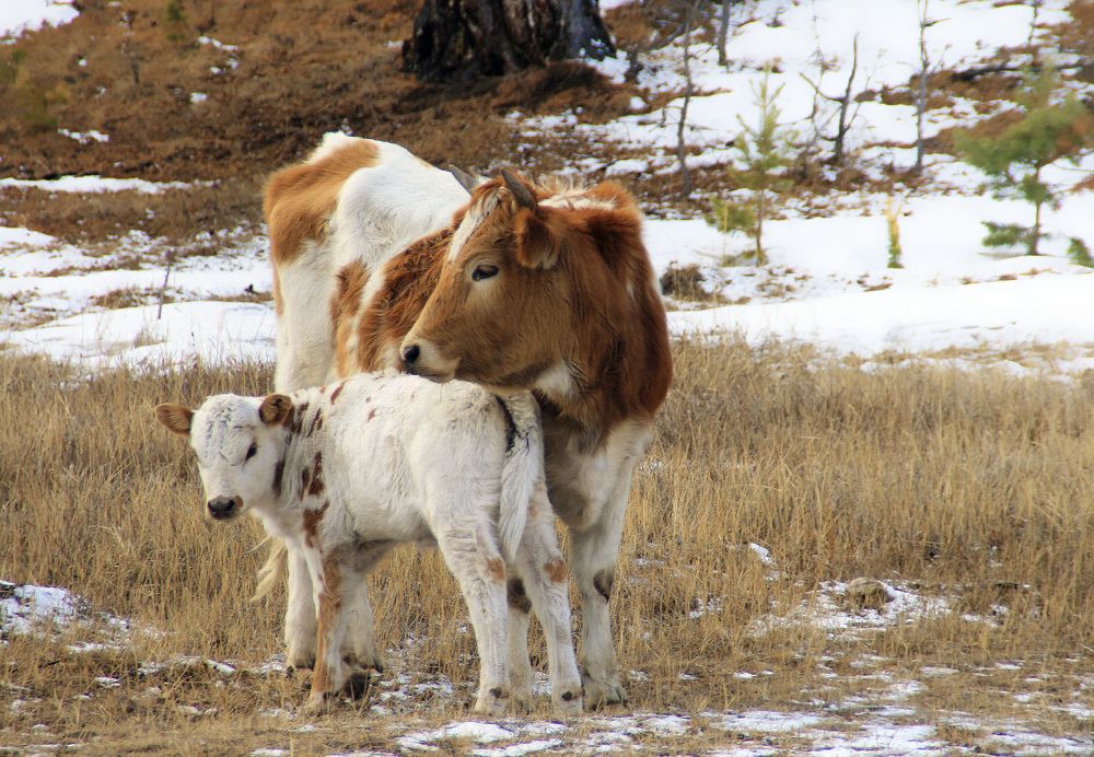 Photograph by Галина Ильясова
