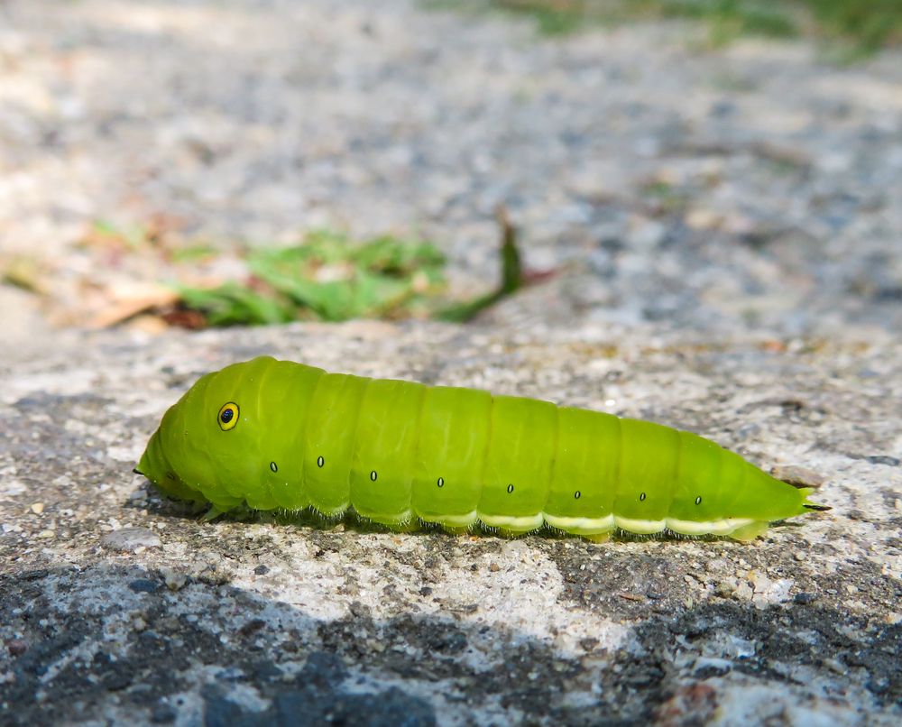 Photograph by Susmita Paul