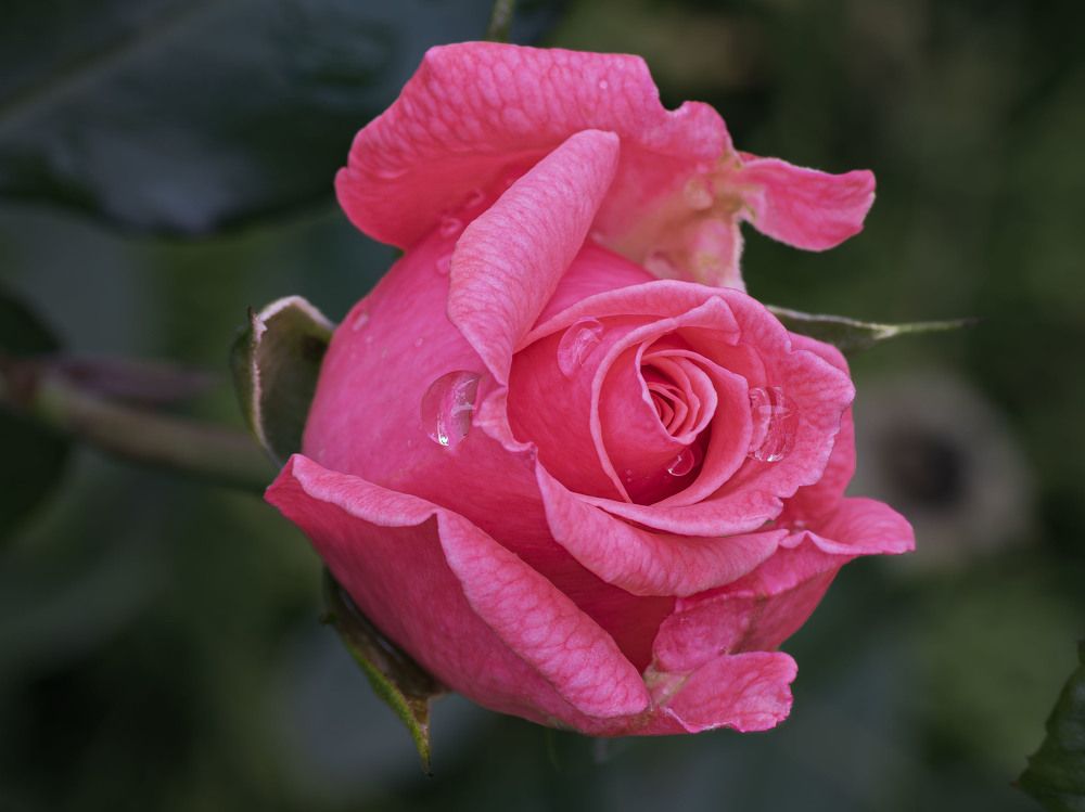 Photograph by Борис Полтавец