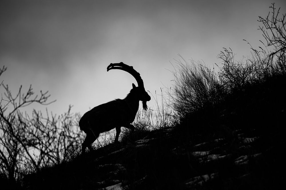 Struggling for Survival in a Human-Impacted World