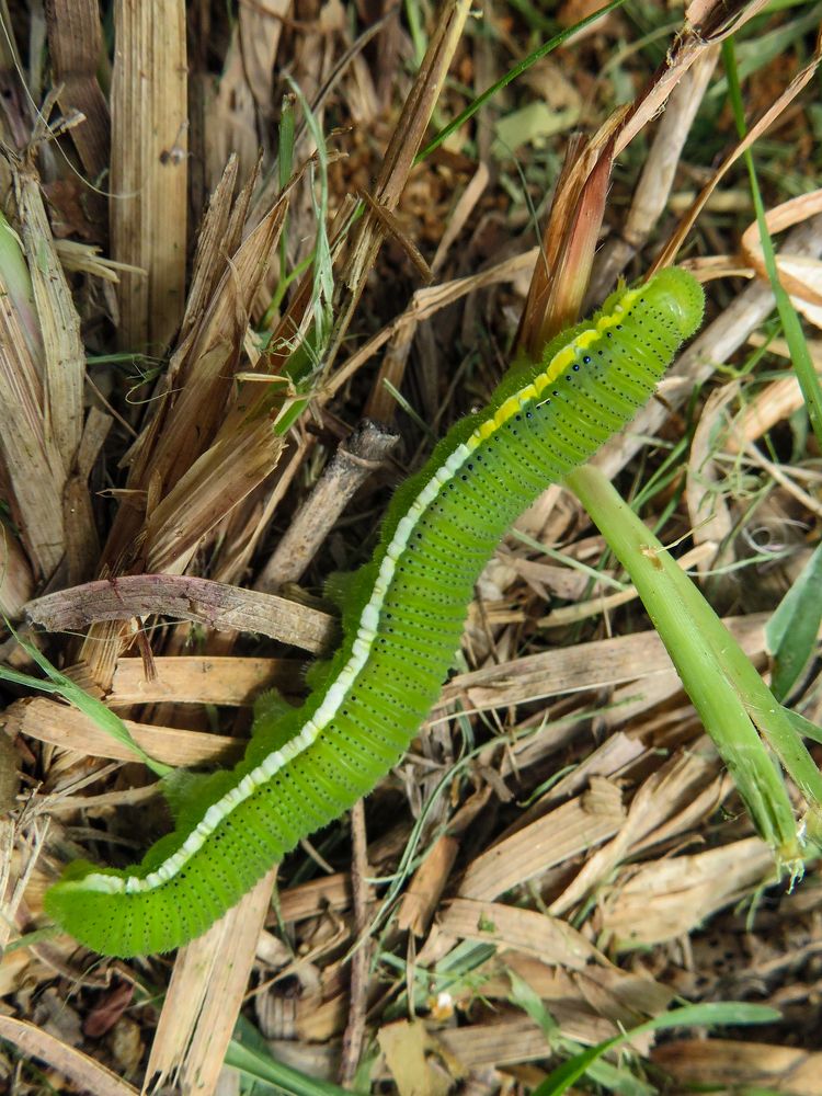 Photograph by Susmita Paul