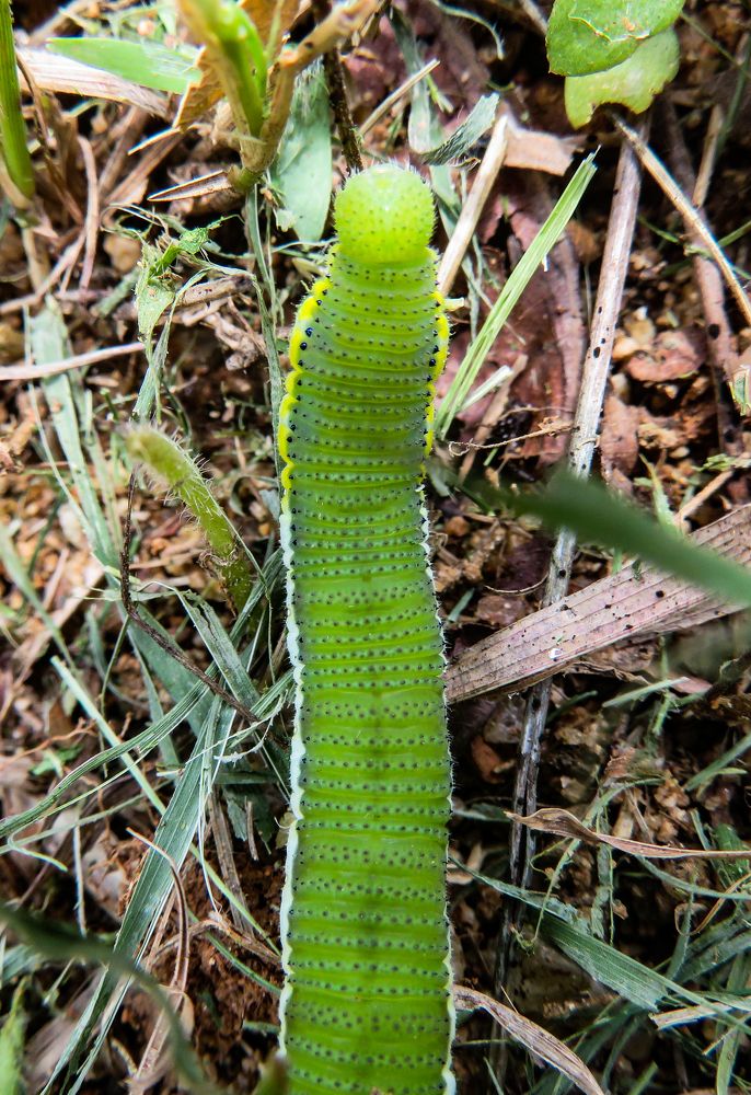 Photograph by Susmita Paul