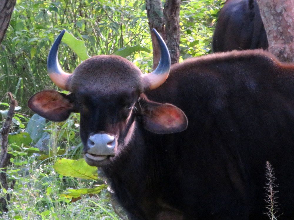 Photograph by Susmita Paul