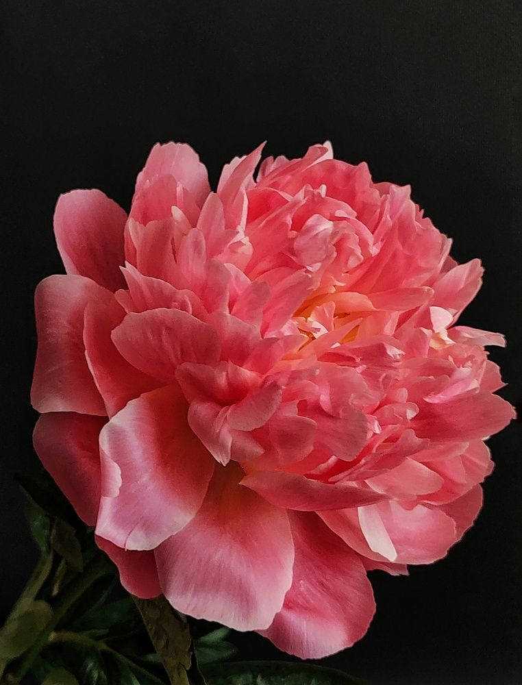 Photograph by Олеся Хижко