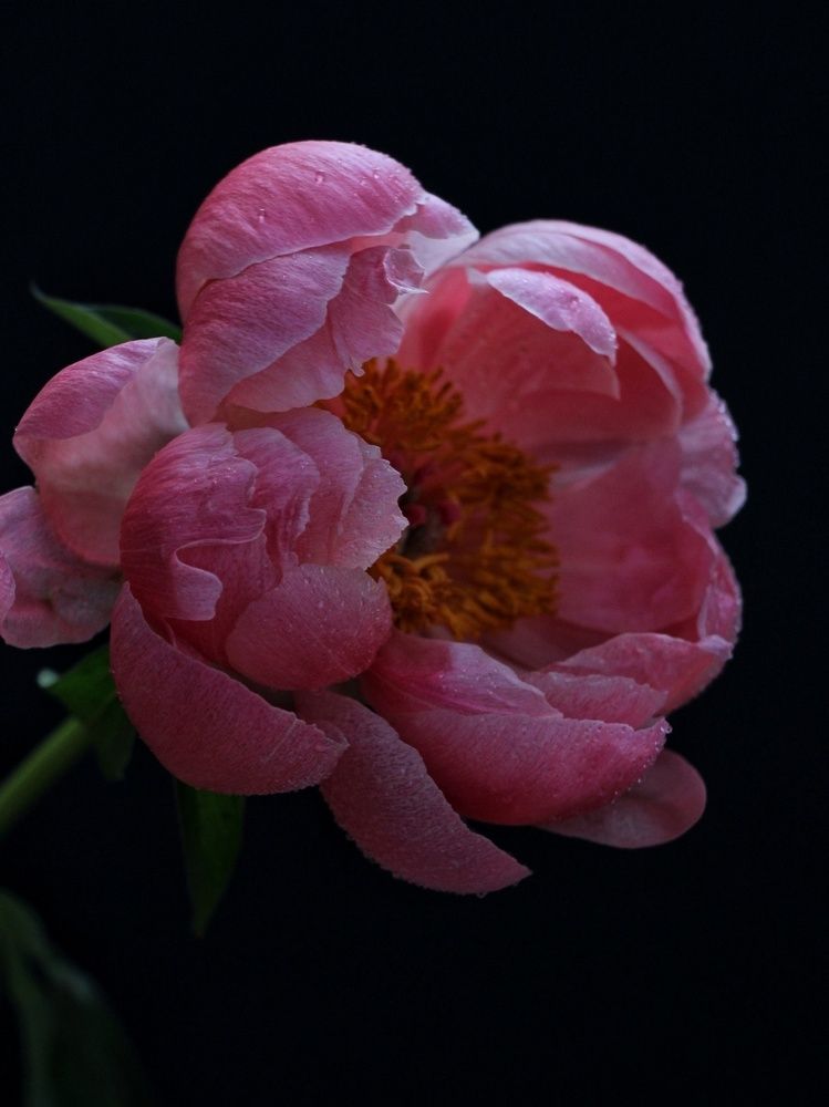 Photograph by Олеся Хижко