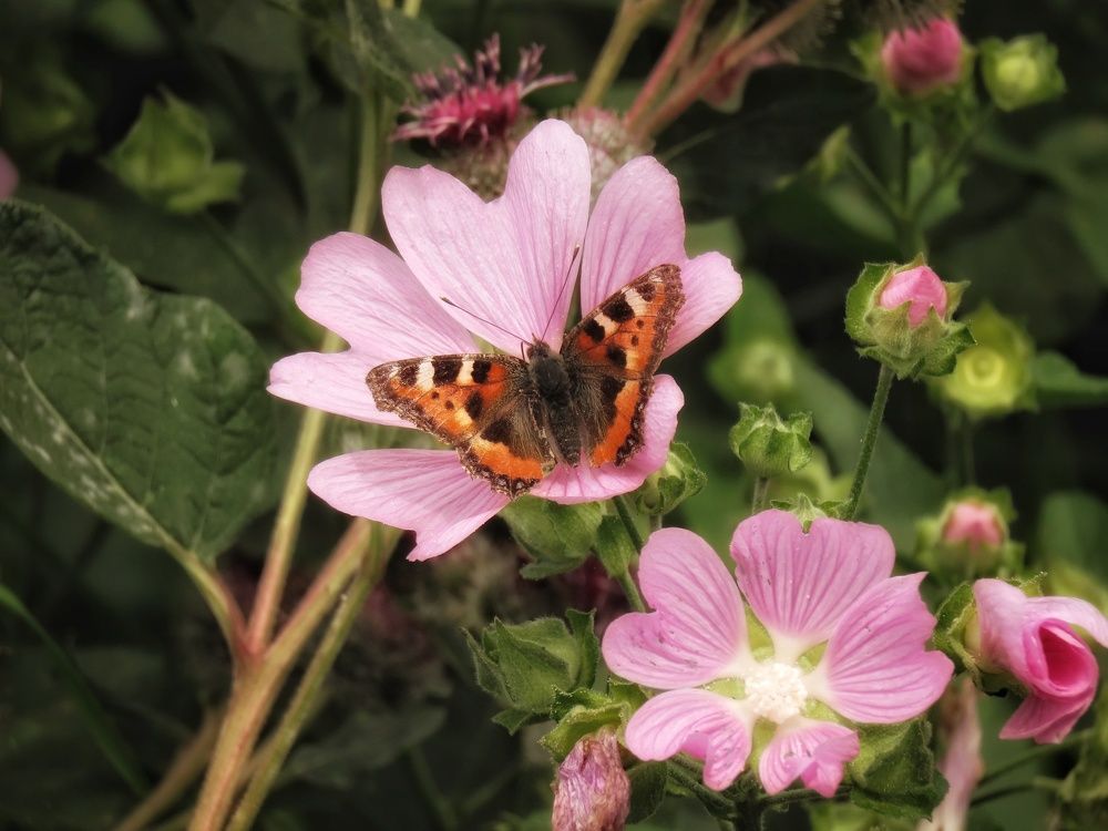Фотография автора Екатерина Солохина