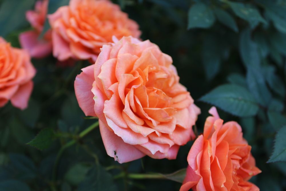 Photograph by Olga Bagaeva