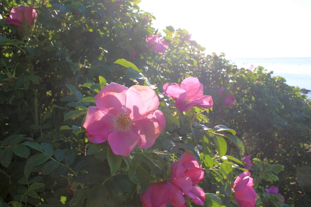 Photograph by Olga Bagaeva