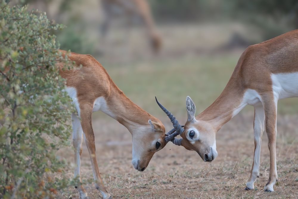 Фотография автора Binit Chatterjee
