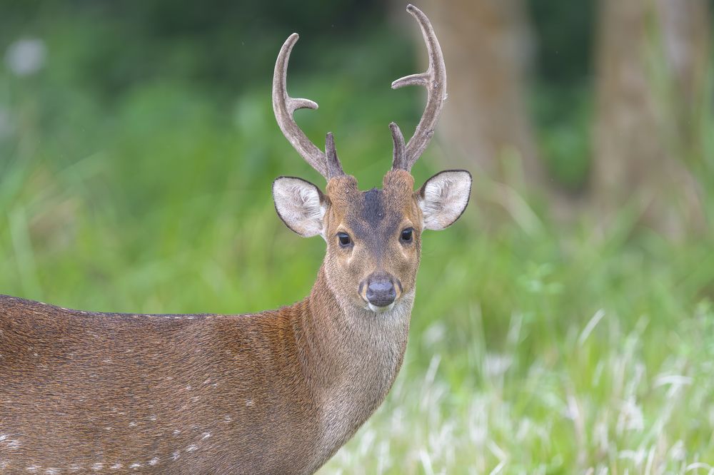 Фотография автора Binit Chatterjee