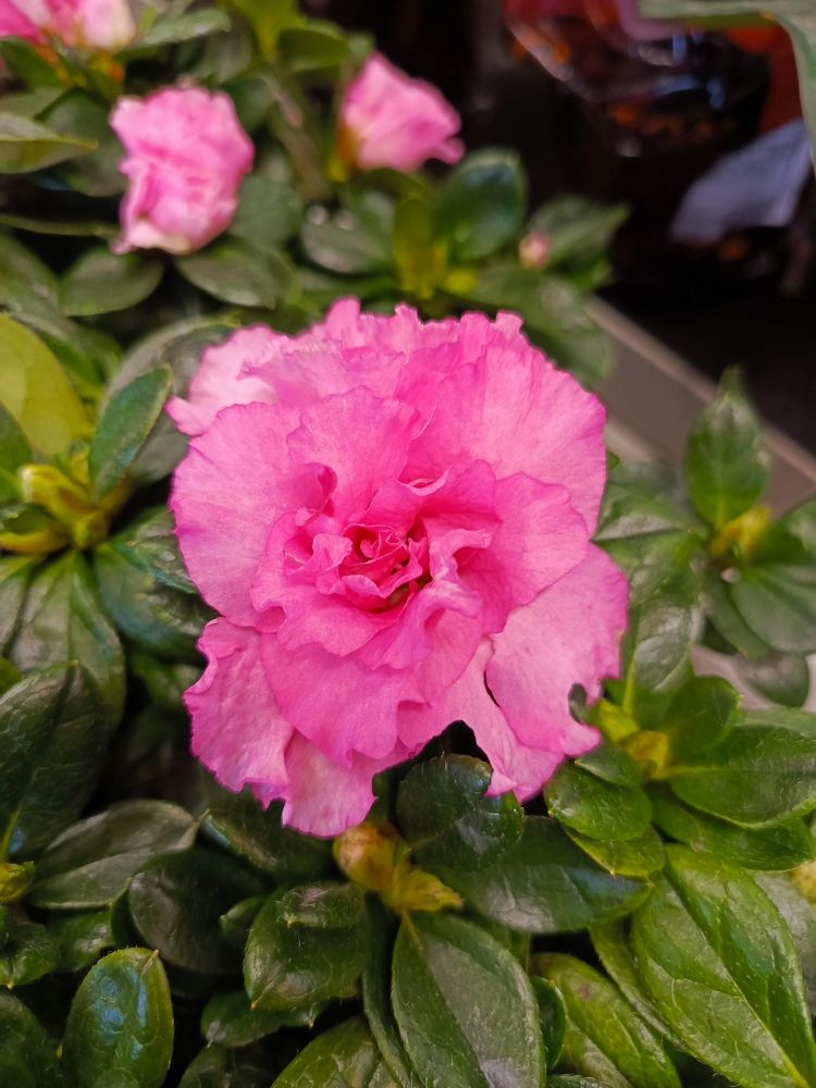 Photograph by Татьяна Пальчикова