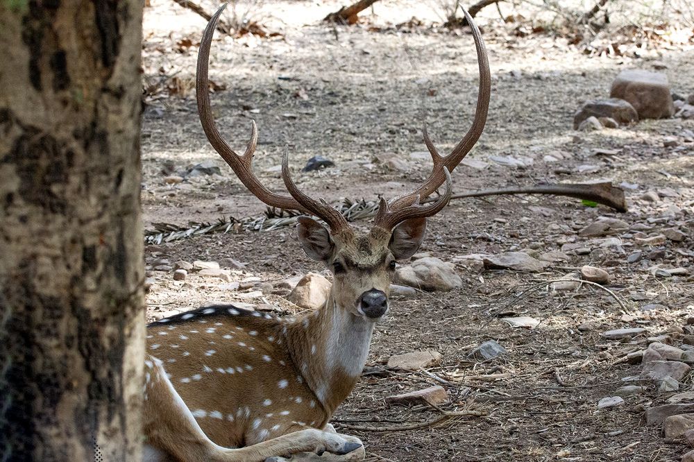 Фотография автора Abie Davies Thekkanath