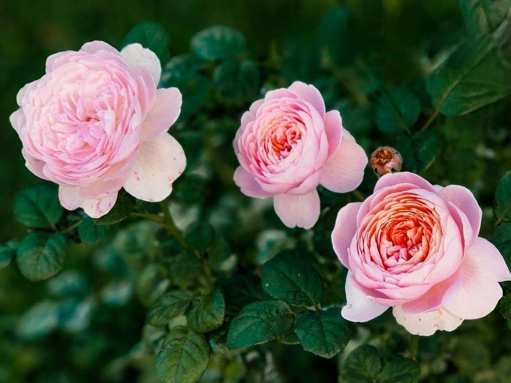 Photograph by Элен Пройс