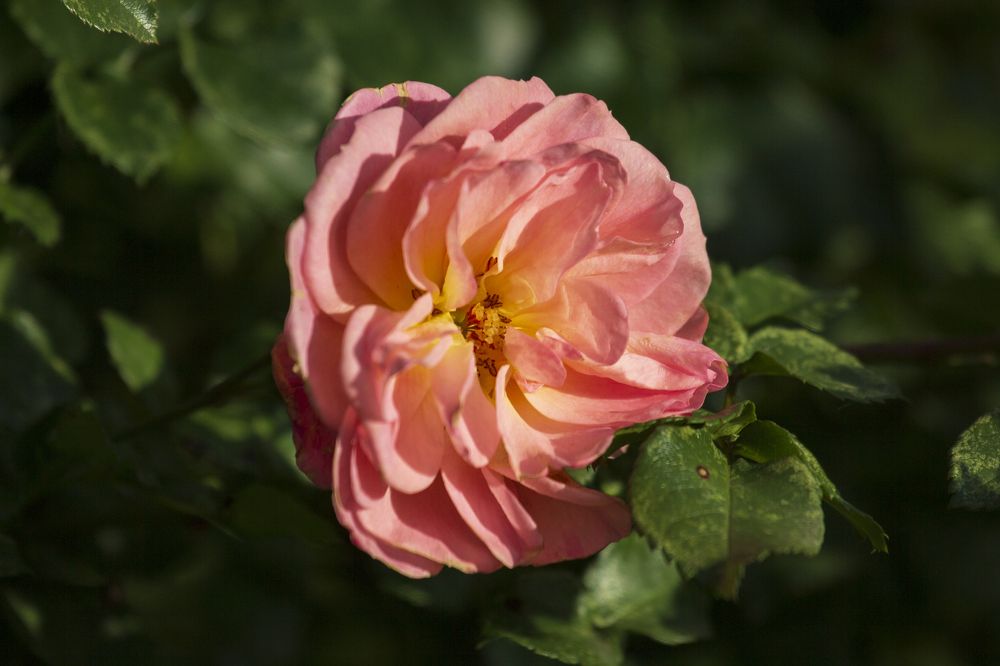 Photograph by Артур Павловский