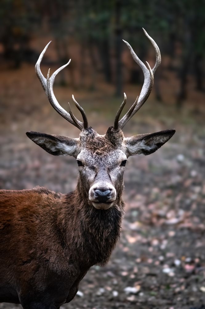 Фотография автора Adrian Grigore