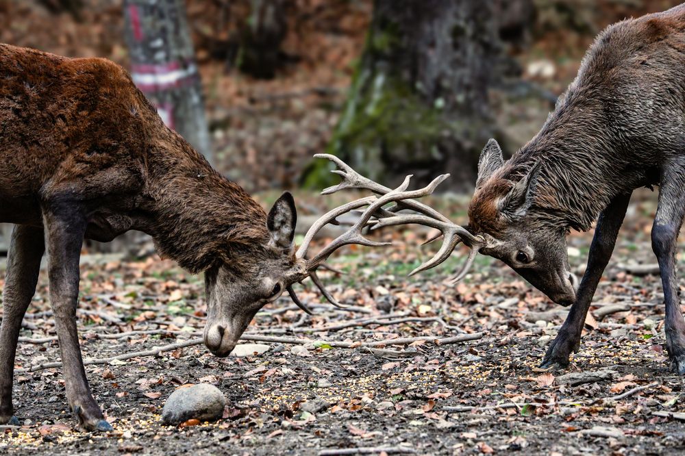 Photograph by Adrian Grigore