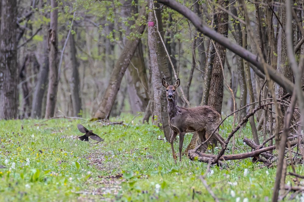 Photograph by Adrian Grigore